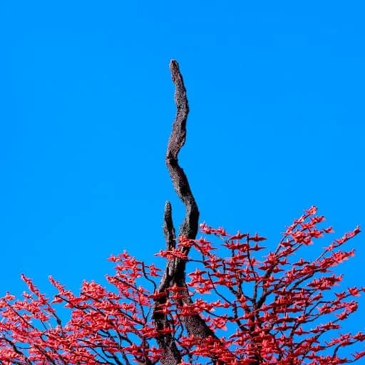 Yorushika - Hebi (Snake)
